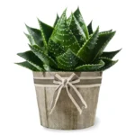 Алоэ в горшке