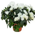 Азалия горшечная белая