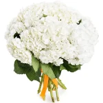 Гортензии белые